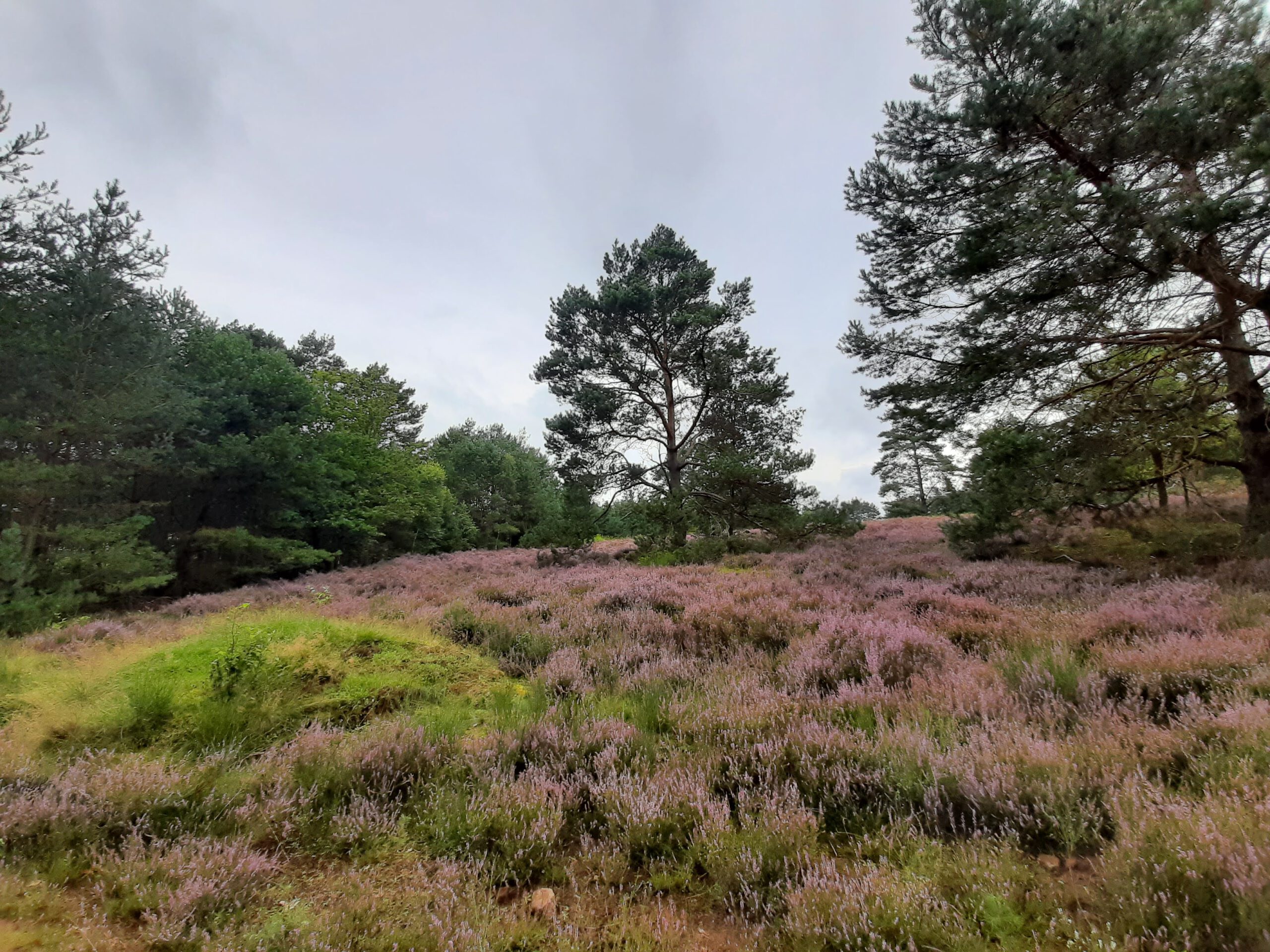 Wanderung Mehlinger Heide